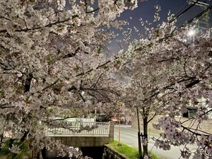 屋台村近くの夜桜