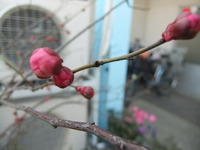 �Ĥܤߤ��Ĥ�߻Ϥ᤿����