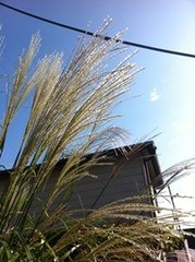 福万寺町の住宅で見かけたススキ
