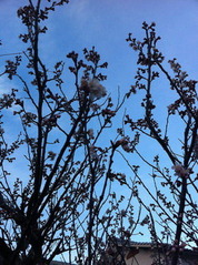 早咲の桜の花