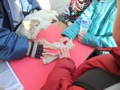 ライオンさんの骨