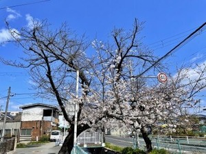 キクイムシの影響を受けながらも開花したソメイヨシノ桜の古木