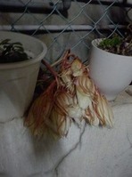 咲き終わった月下美人のつぼみたち