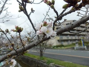 玉串川沿いの桜の若木に咲きだしたソメイヨシノの花