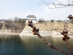 大阪城公園のソメイヨシノのつぼみ 2017年3月20日