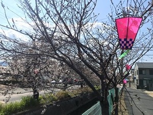チラホラ咲き出した玉串川沿いのソメイヨシノ桜の木2019年4月2日