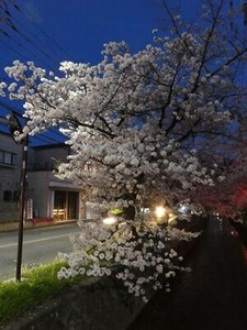 玉串川沿いの夜桜3