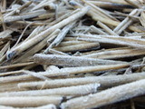 初霜が降りた稲藁2012年12月3日