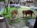 天王寺動物園のライオン