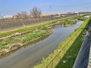 恩智川沿いの菜の花2025-03-26