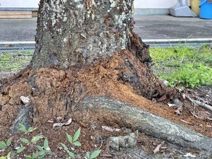 �������ॷ���ﳲ������Ƥ��뾮�ع��Υ��ᥤ�襷��