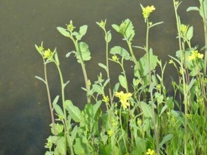 恩智川で咲き出した西洋からし菜系の菜の花
