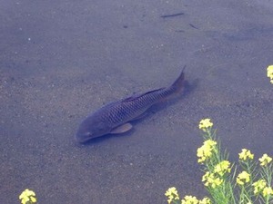 恩智川の鯉2024年