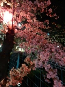過去に撮った玉串川沿いの夜桜1