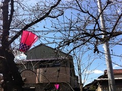 20160326北山本5丁目付近の桜2