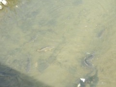 大きなコイの群れ20160405