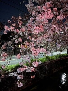 玉串川沿いの夜桜4