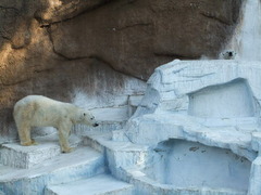 白熊ゴーゴとバフィン