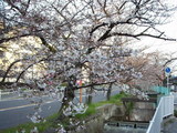 2009年3月31日夕方 玉串川沿いの桜 その1