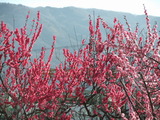 桃色と淡い赤の梅の花