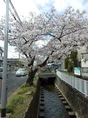 福万寺付近の桜の木20160405