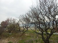 梅の古木