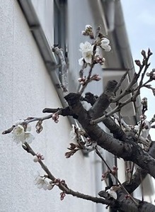 サクランボの桜の花
