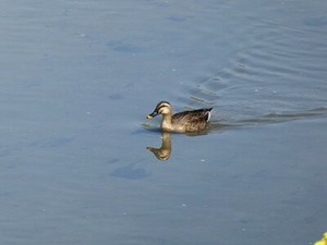 �������ˤ����륬��4/4ī