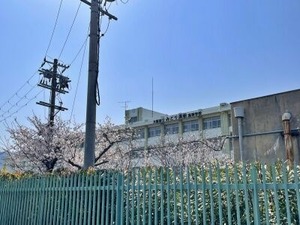 府立みどり清朋高校の正門近くの桜