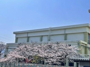 府立みどり清朋高校の体育館前の満開に近い桜