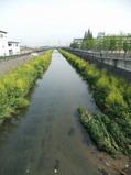菜の花が咲く恩智川