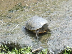 大きくなったミドリガメ