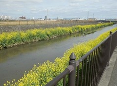 恩智川沿いの菜の花20160405