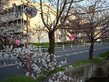 2009年3月31日夕方 福万寺町付近の玉串川沿いの桜並木 その2
