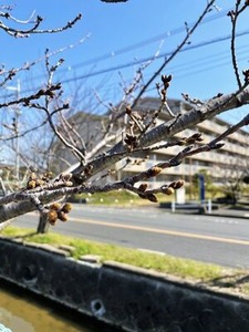 2023年3月16日玉串川沿いの桜の若木の花芽のアップ