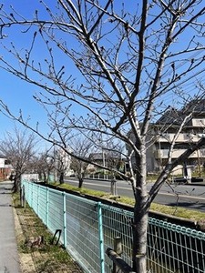 2023ǯ316̶褤κμڤβֲ