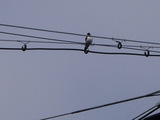 �ĥХ�UP1