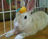 ウサギさん