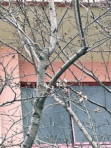 �̻��ܾ��ع��Υ��ᥤ�襷�κ������֡�3/17��