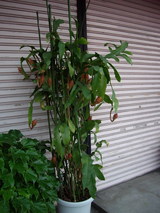 ����ͤο��ڤ��