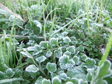 初霜が降りた葉っぱ2012年12月3日