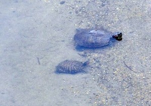 4/4������˸���������ε�