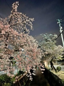 北山本交番近くの夜桜