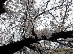 �̶���褤�κ��θ��ڤ˺餭���������ᥤ�襷�Τβ�