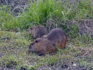 ������ˤ����̡��ȥꥢ�οƻ�