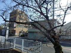 福万寺口停留所横のソメイヨシノ1