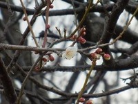 梅の古木に咲き出した白梅