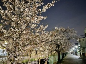 屋台村がなくなった桜並木の夜桜