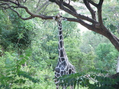 在りし日のキリンのケニア