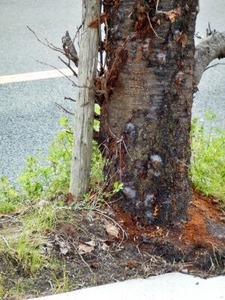 �������ॷ���ﳲ������Ƥ���̶���褤�κ�